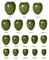 GREEN WHOLE